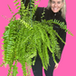 Boston Fern