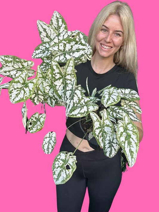 Caladium Angel Wings