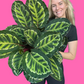 Calathea Illustris