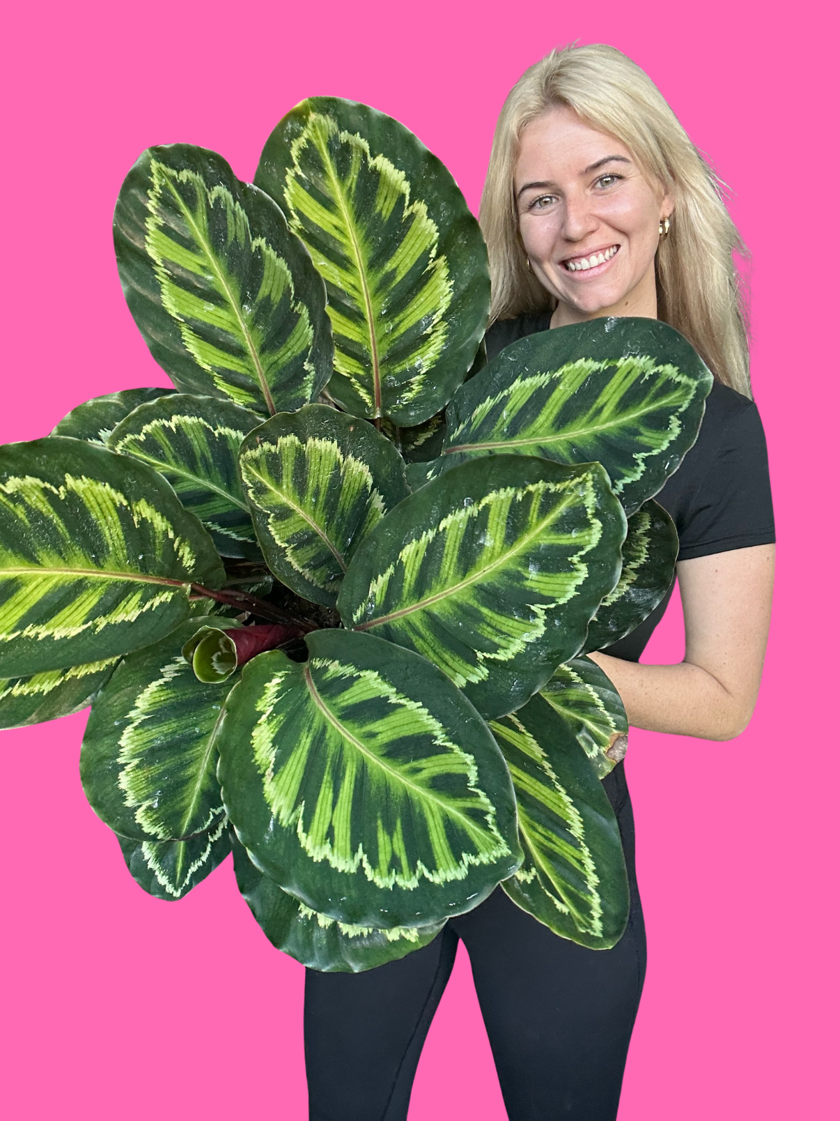 Calathea Illustris