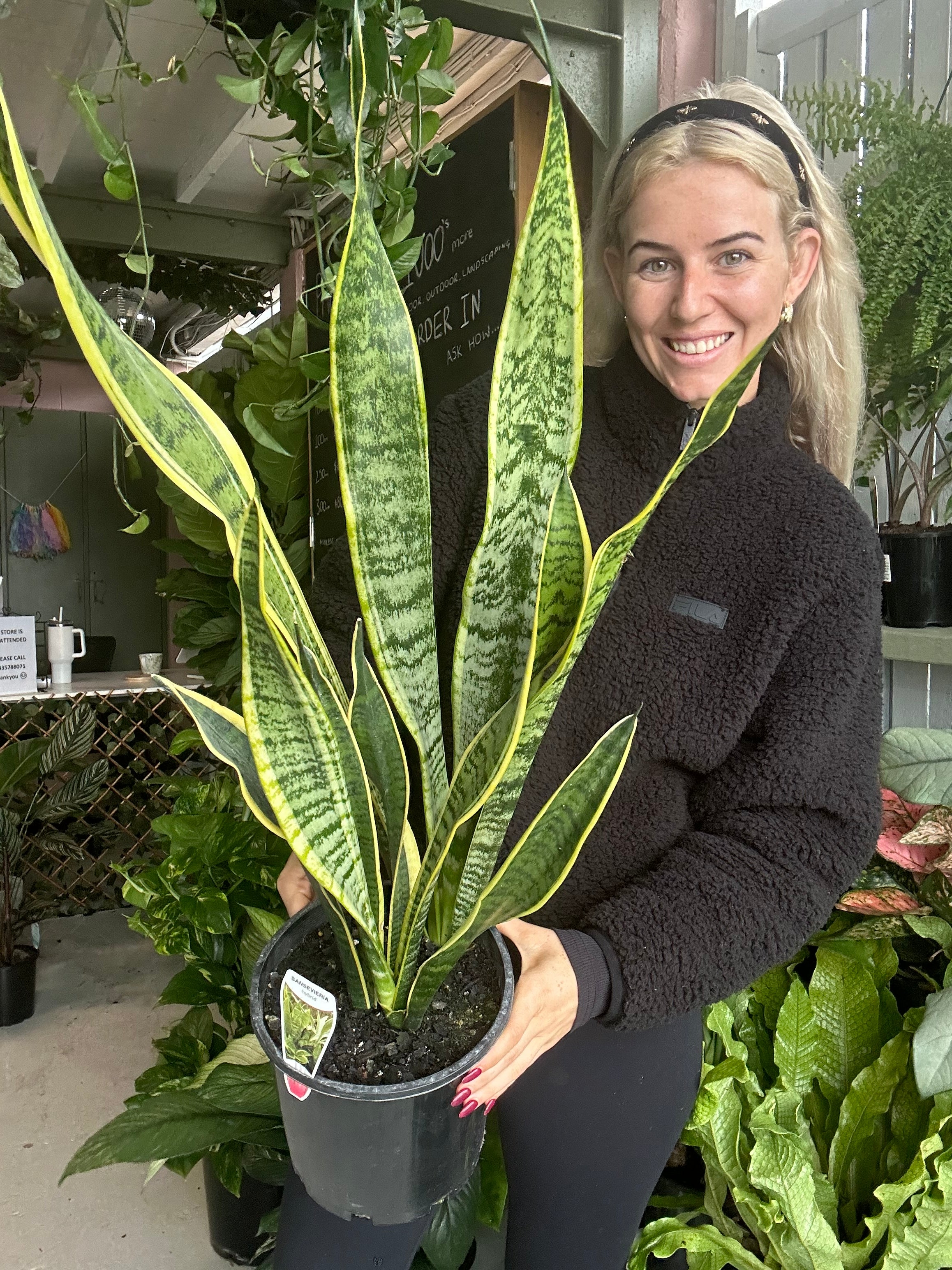 Sanseveria Trifasciata Laurentii – The Jungle Plant Co