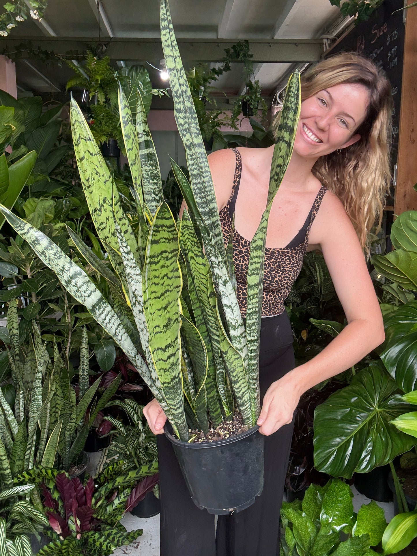 Sanseveria Trifasciata