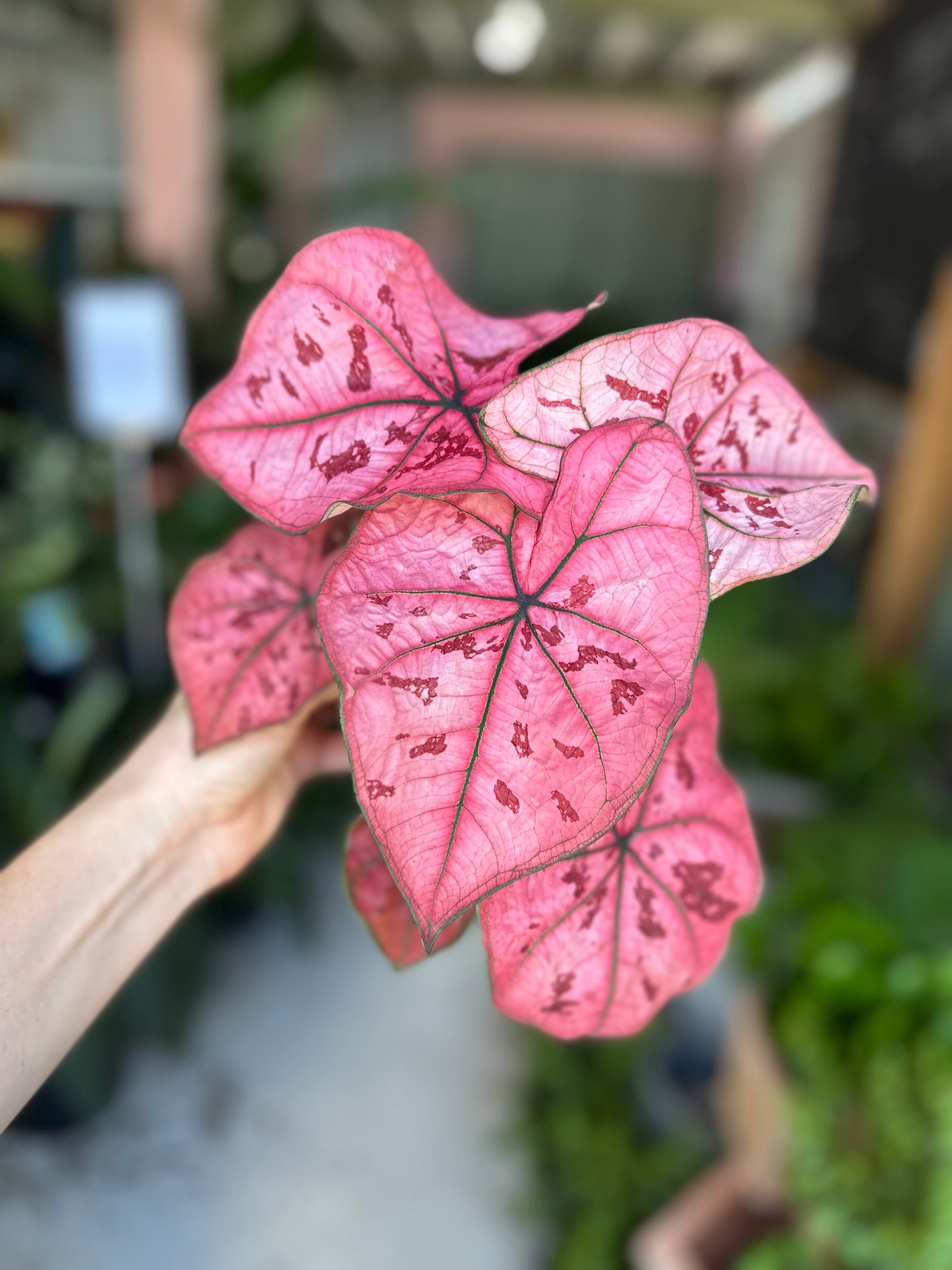 Caladium Strawberry Star