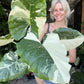 Alocasia Macrorrhizos Variegata