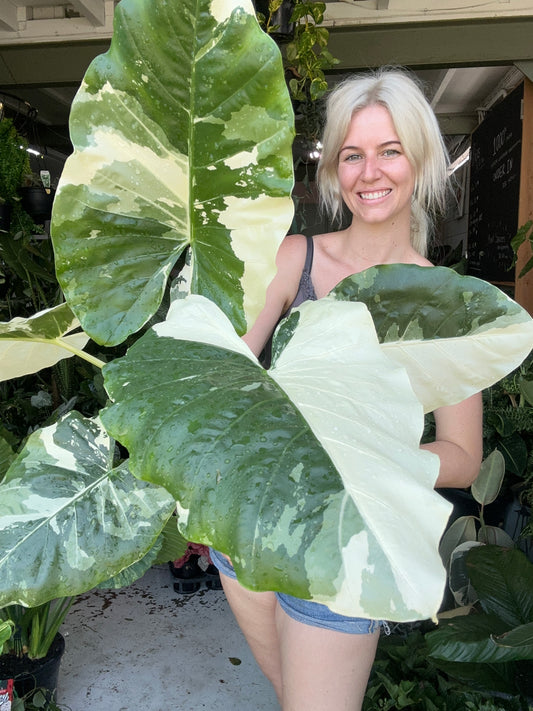 Alocasia Macrorrhizos Variegata