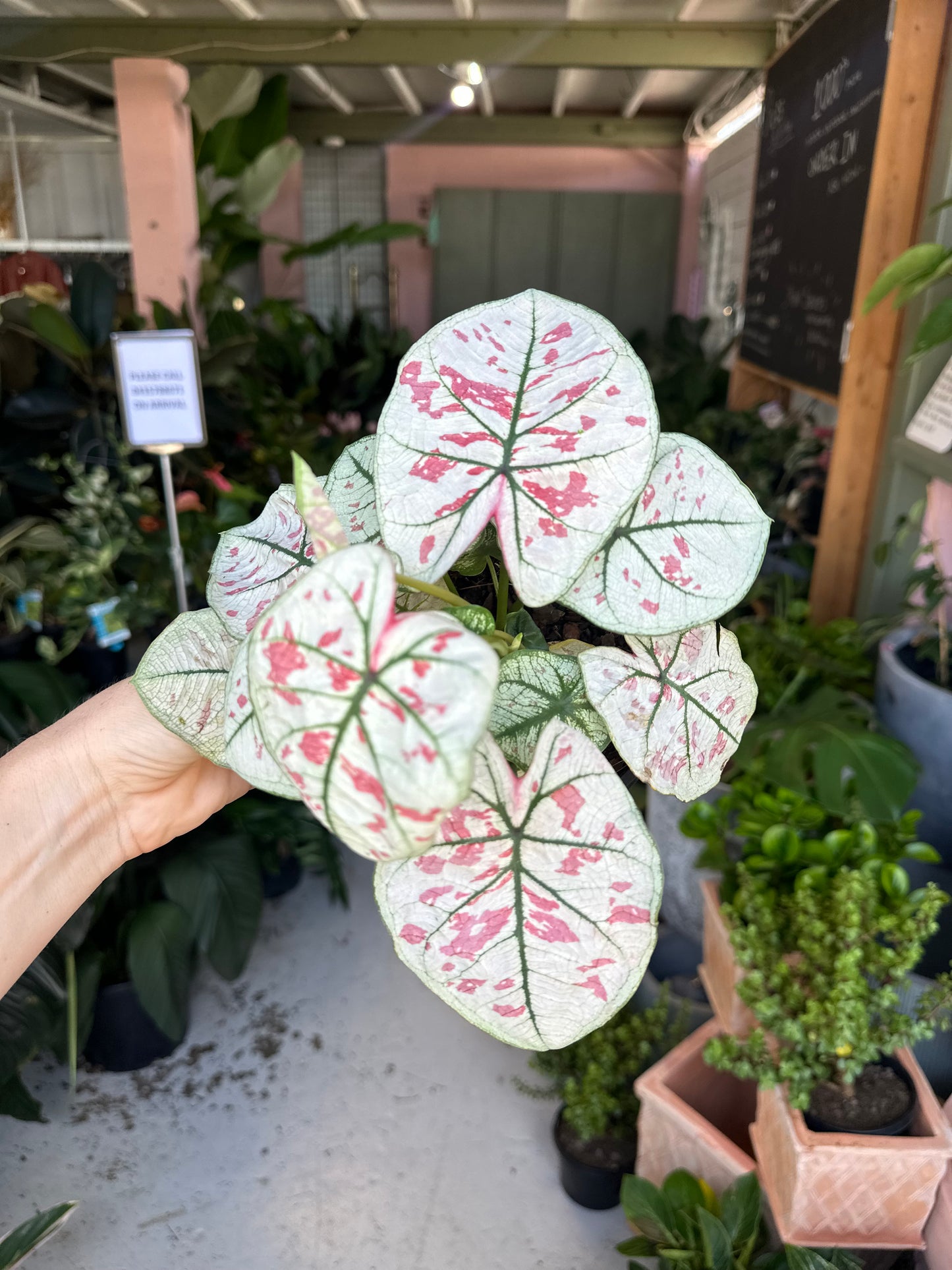 Caladium Kelly