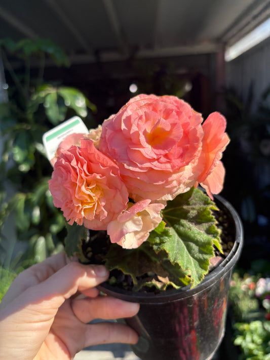 Begonia Urban Sweet Peach