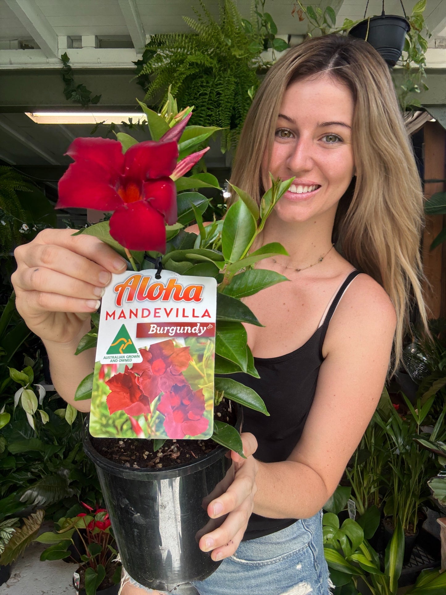 Mandevilla ‘Aloha Burgundy’