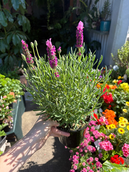 Lavender Sensation Rose