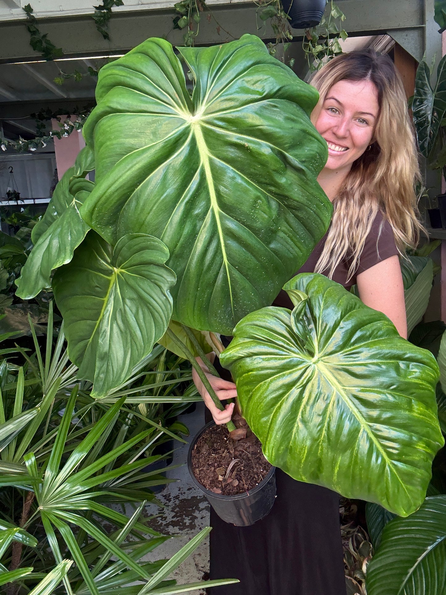 Philodendron ‘Dean McDowell’