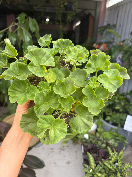 Geranium Bulls Eye Mix 6 pack JUMBO