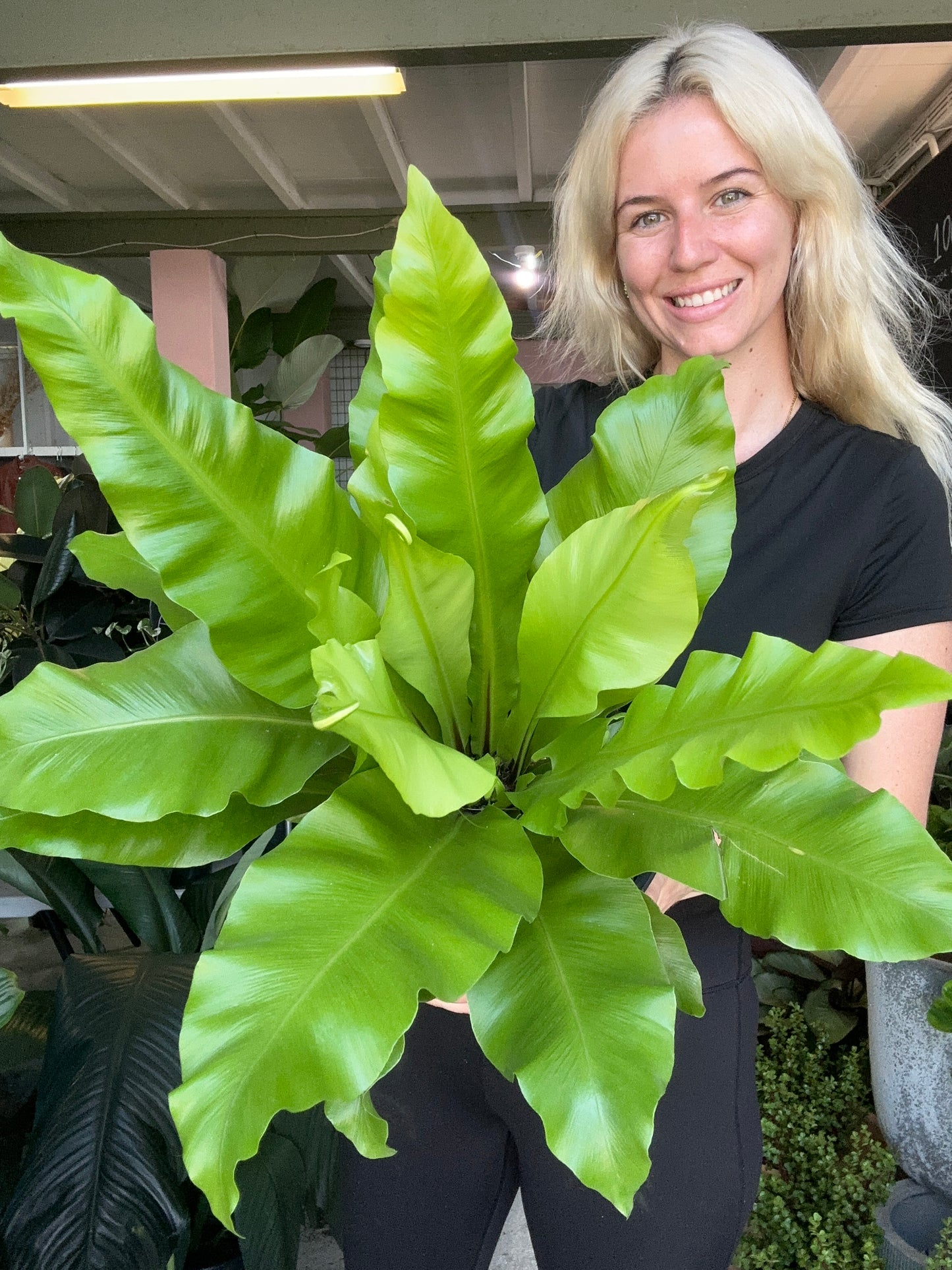 Birds Nest Fern (Nidus)