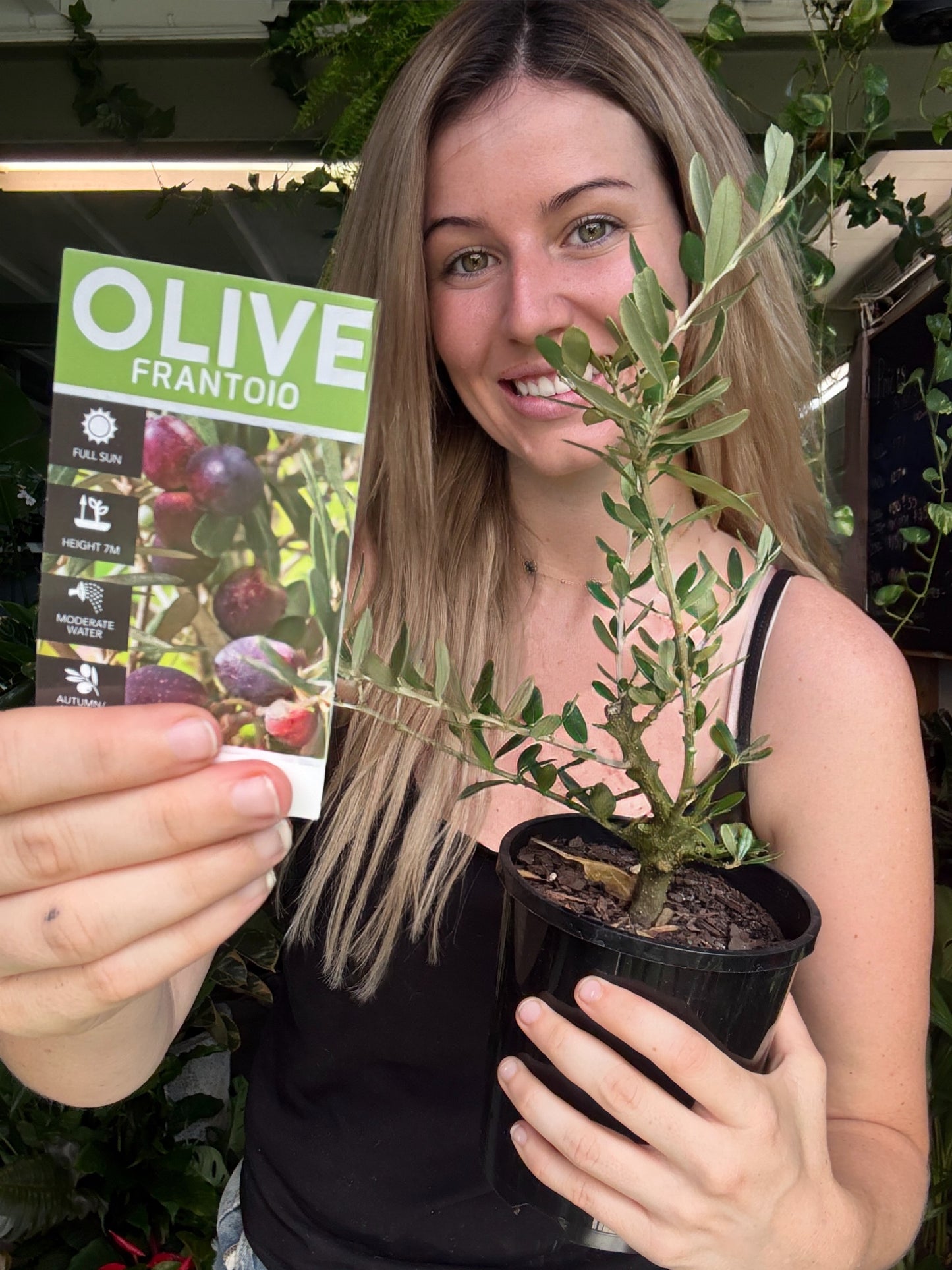 Olive Tree