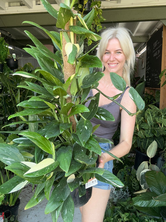 Giant Monstera Standleyana Totem