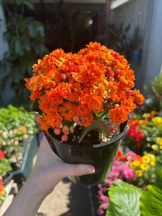 Kalanchoe Queen Lee
