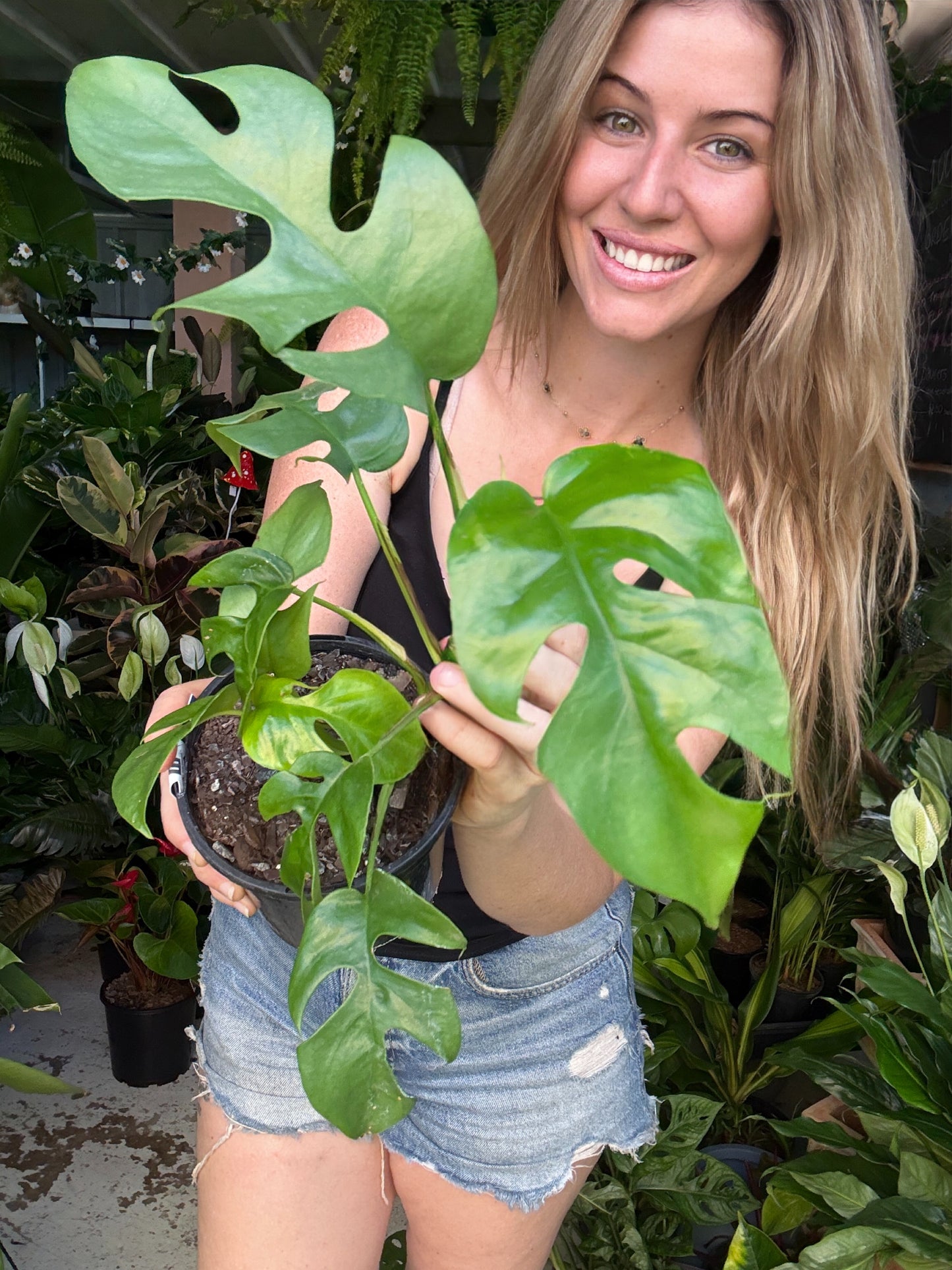 Rhaphidophora Mini Monstera