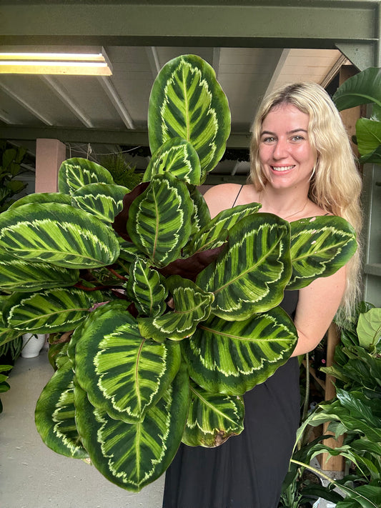 Calathea Roseopicta Medallion