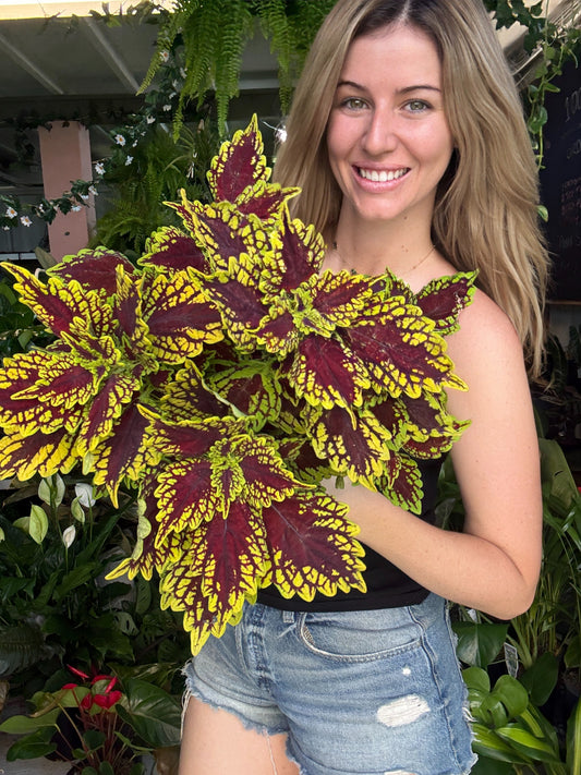 Coleus ‘Kong Mosaic’
