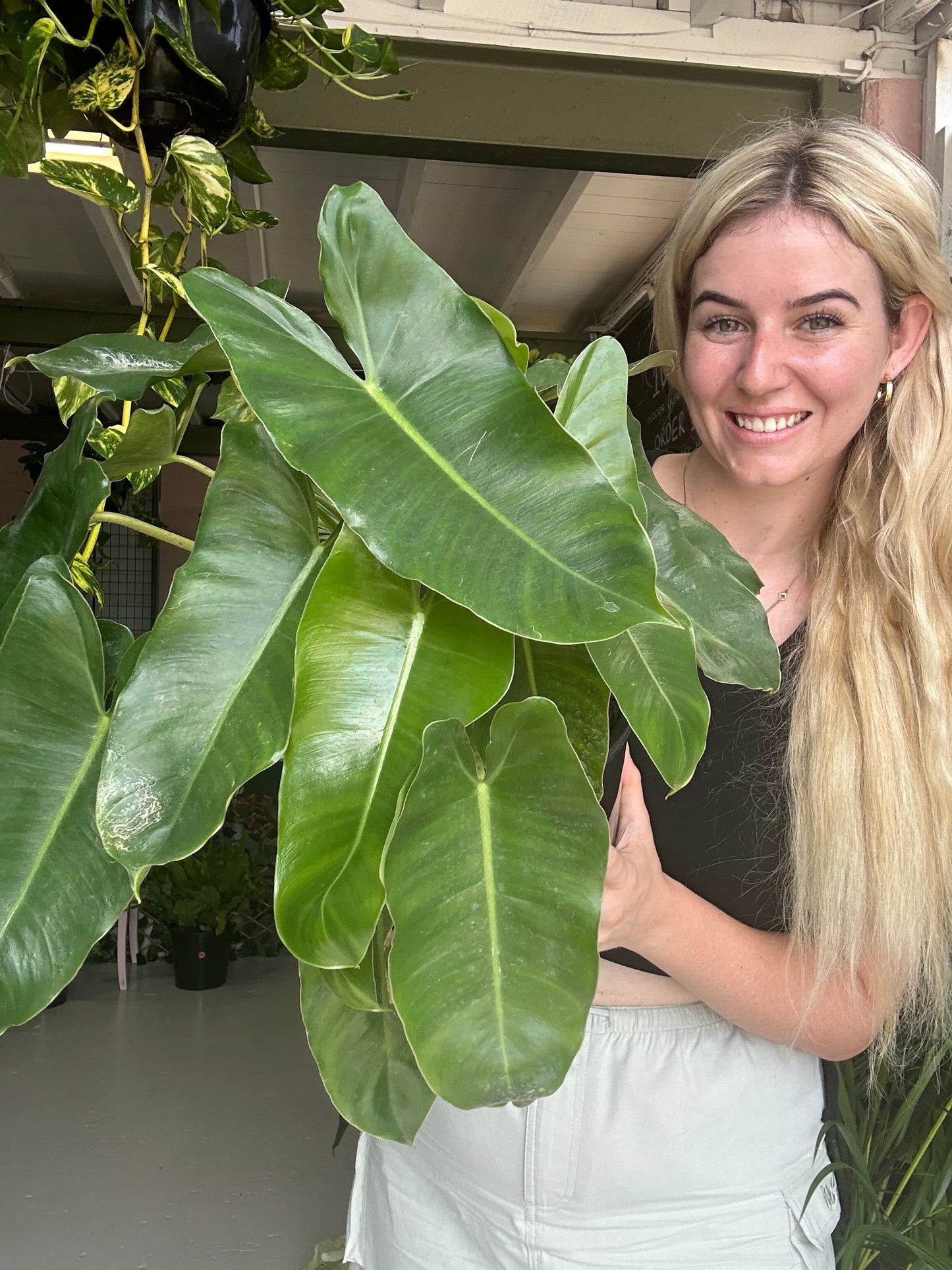 Philodendron Burle Marx