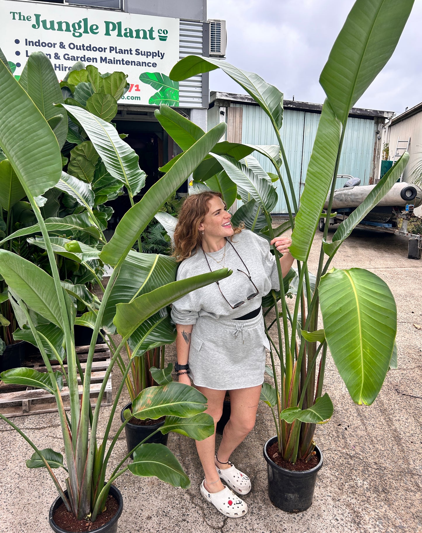 XXL Strelitzia Nicolai (Bird of Paradise)