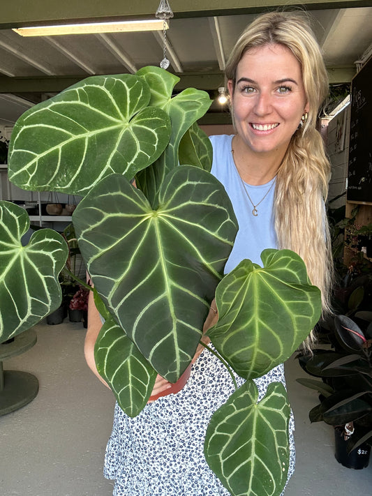 anthurium crystallinum x magnificum