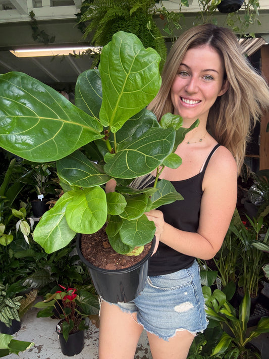 SALE ITEM- Fiddle Leaf Fig