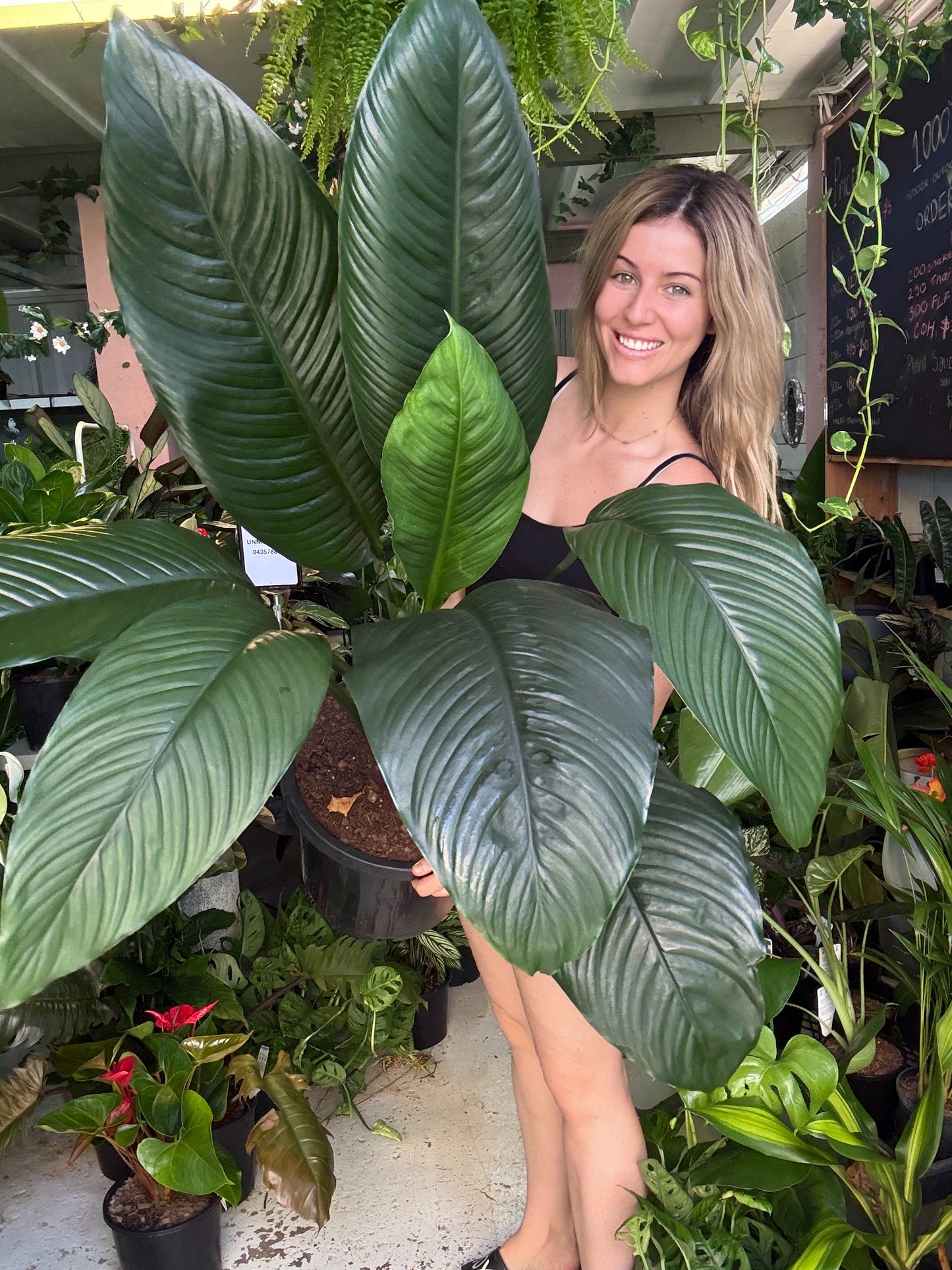 Spathiphyllum ‘Sensation’