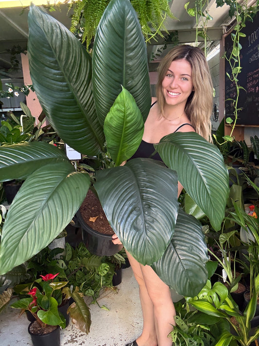 Spathiphyllum ‘Sensation’