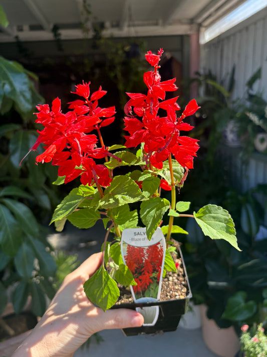 Salvia Mix