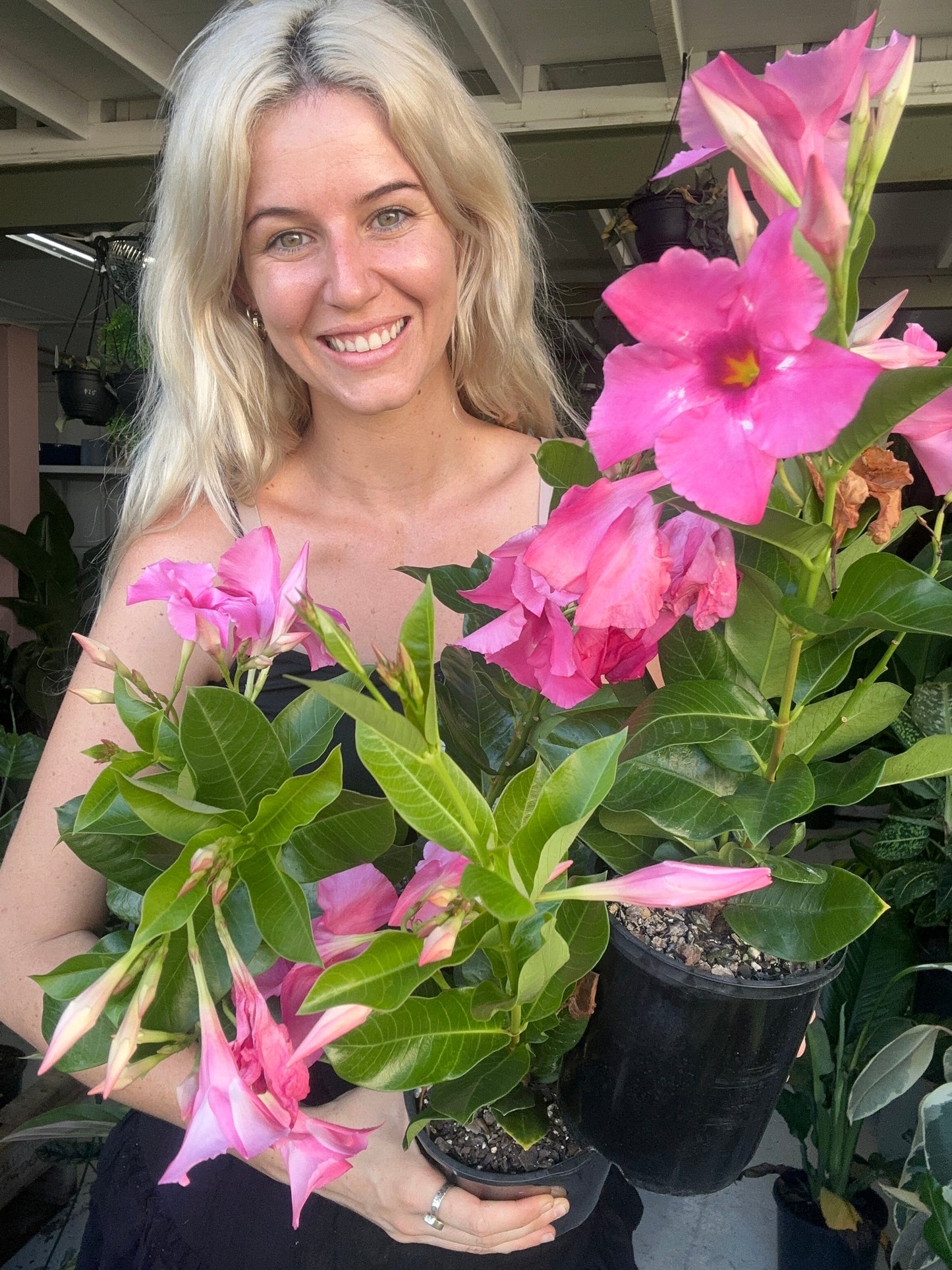Mandevilla ‘Illusion Pink’