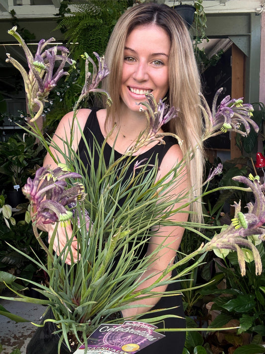 Kangaroo Paw ‘Celebration Carnivale’