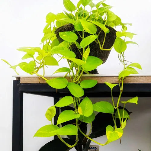 Pothos Goldilocks