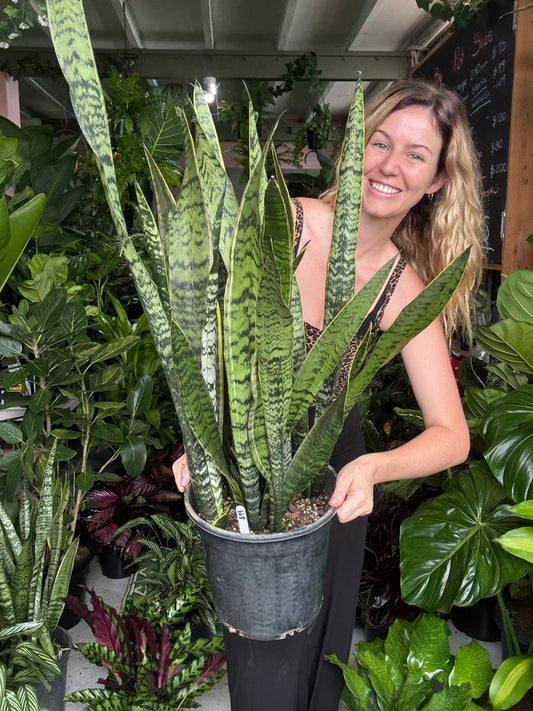 Sanseveria Trifasciata Laurentii