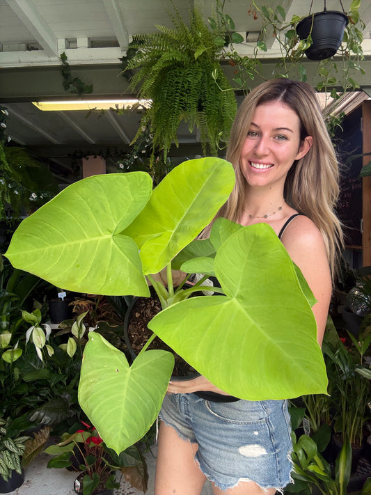 Xanthosoma ‘Lime Zinger’