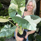 Alocasia Macrorrhizos Variegata