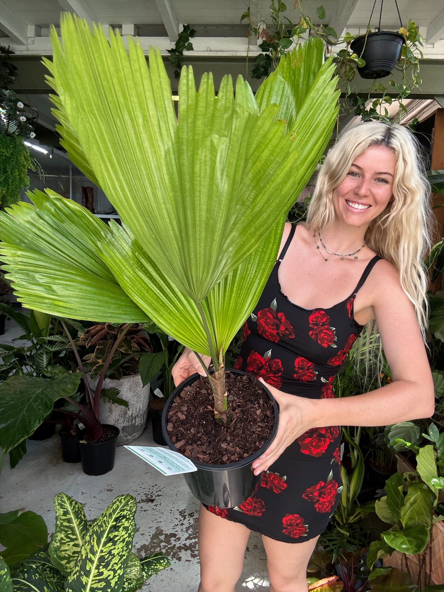 Licuala Grandis - Ruffled Fan Palm