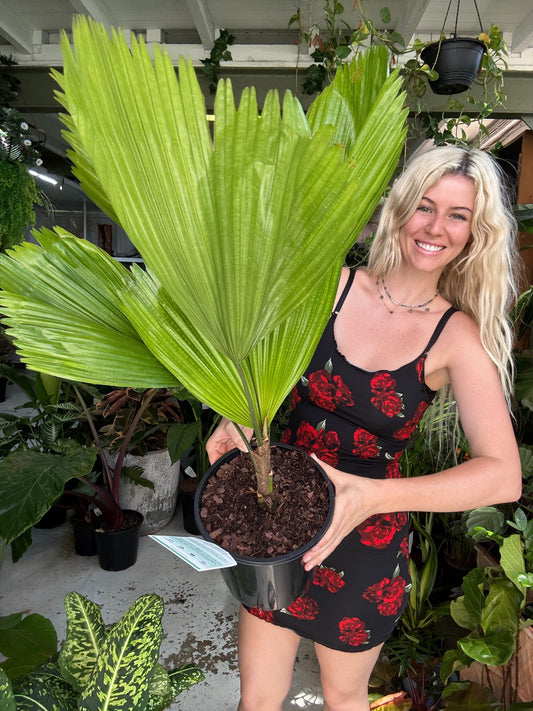 Licuala Grandis - Ruffled Fan Palm