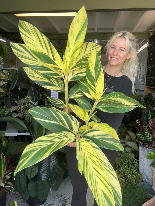 Shell Ginger (Variegated)