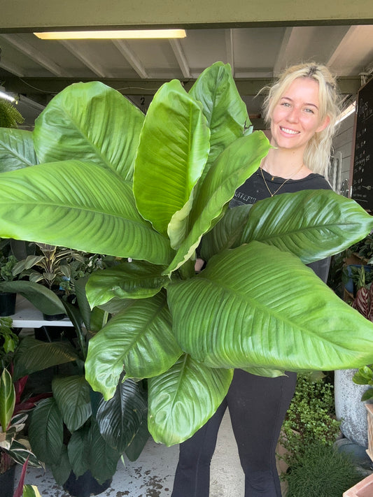 Spathiphyllum Sensation