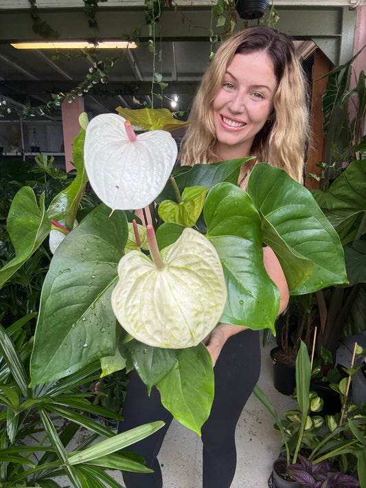 Anthurium ‘White Heart’