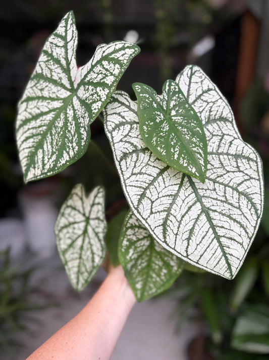 Caladium White Christmas