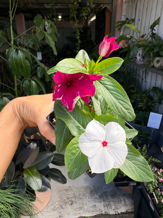 Vinca Mix
