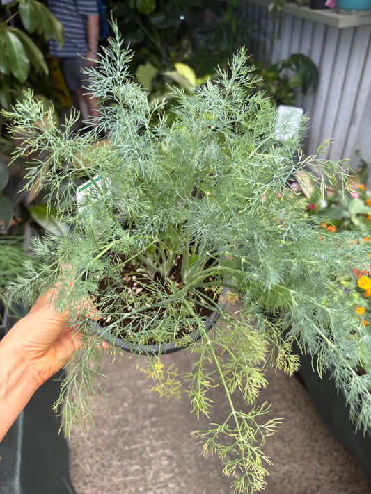 Dill - Cut & Cook