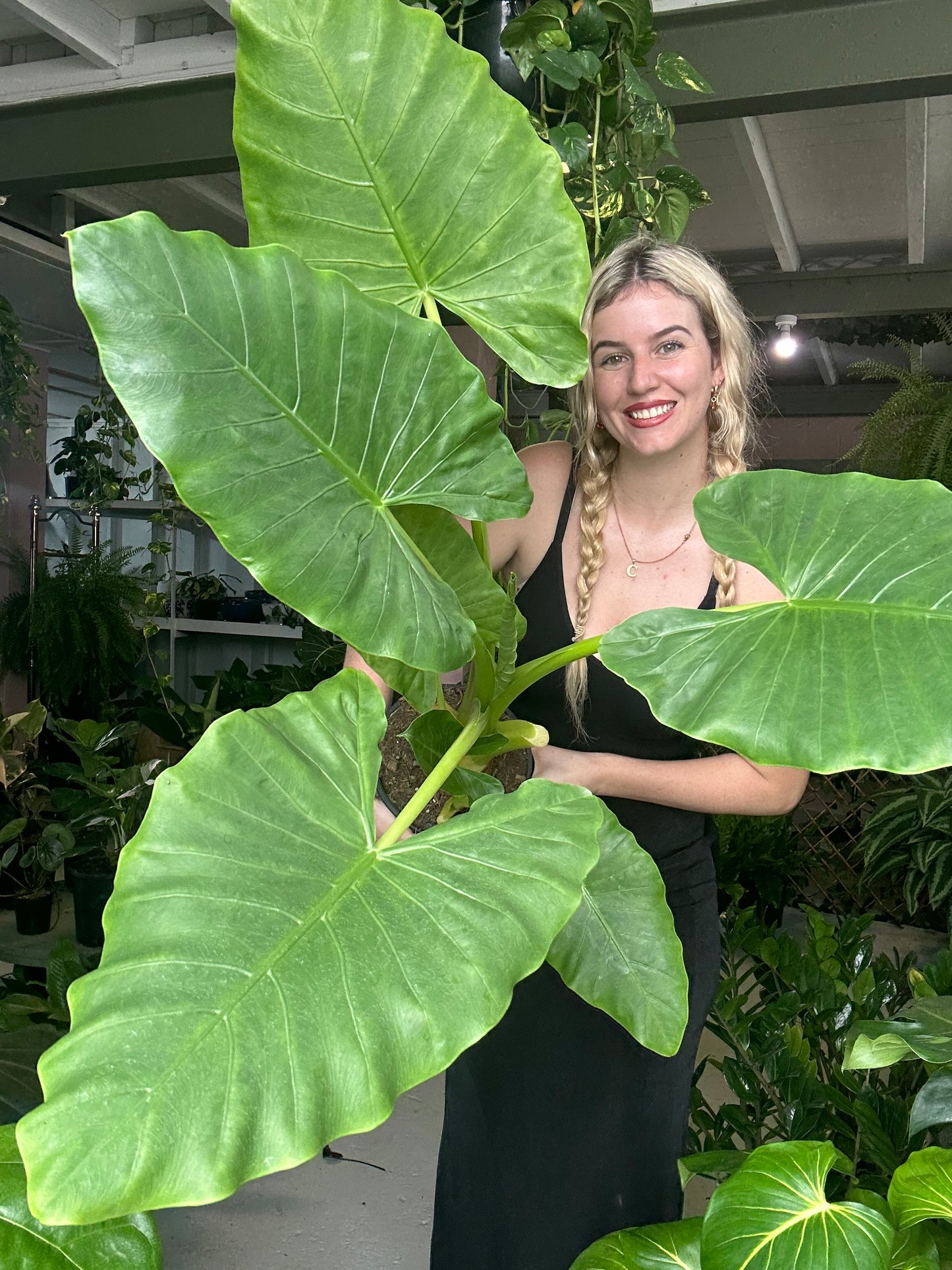 Elephant Ears