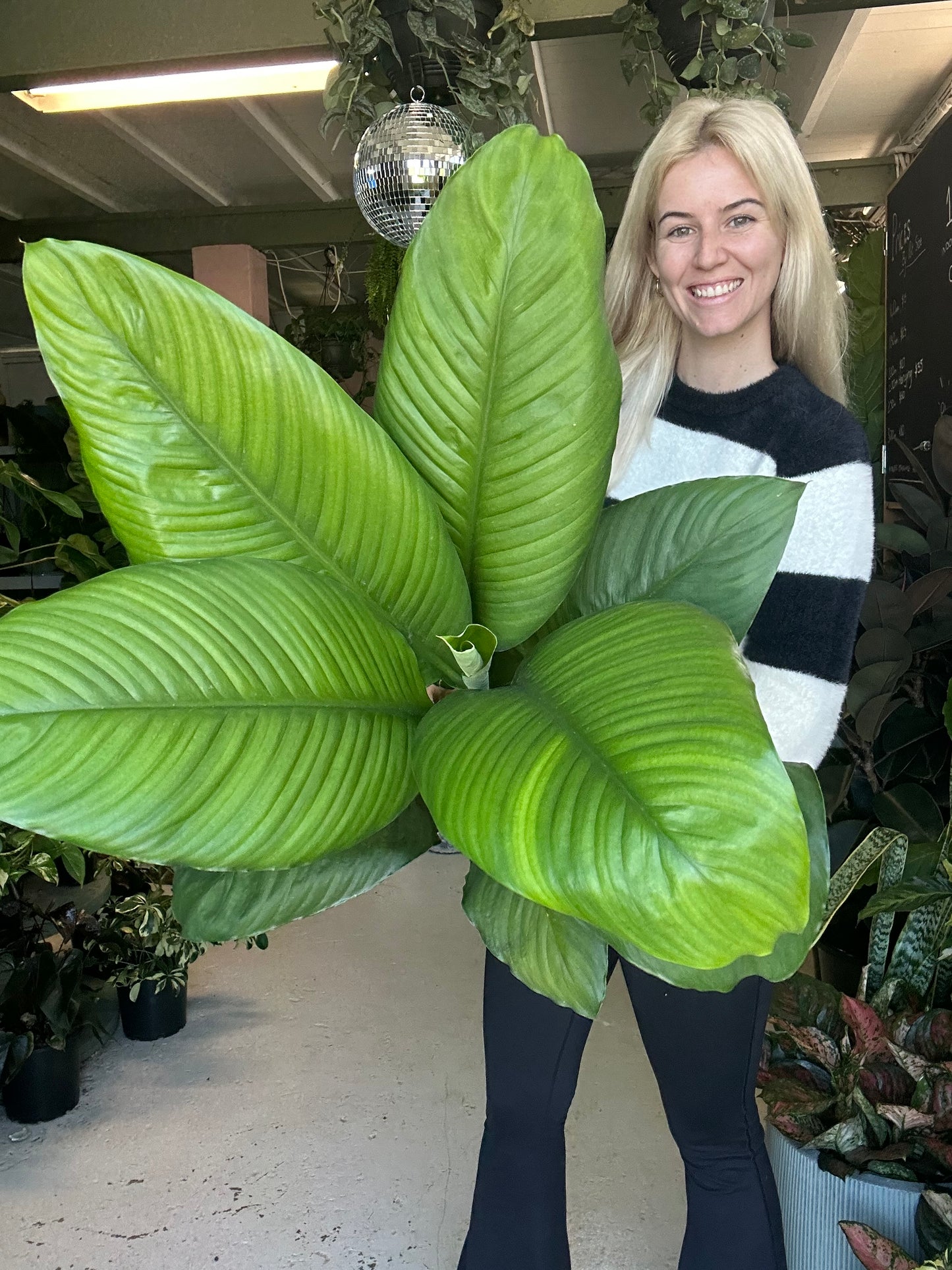 Spathiphyllum Sensation