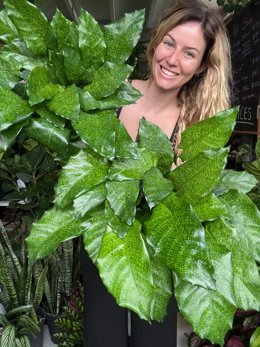 Calathea ‘Network’