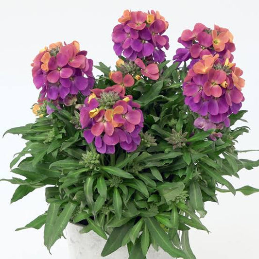 Erysimum Brightside Purple