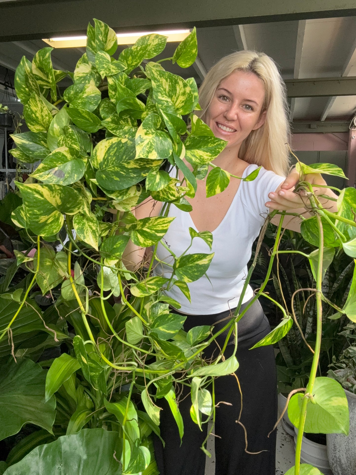 Devils Ivy (LONG TENDRILS)
