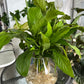 Hydroponic Peace Lily