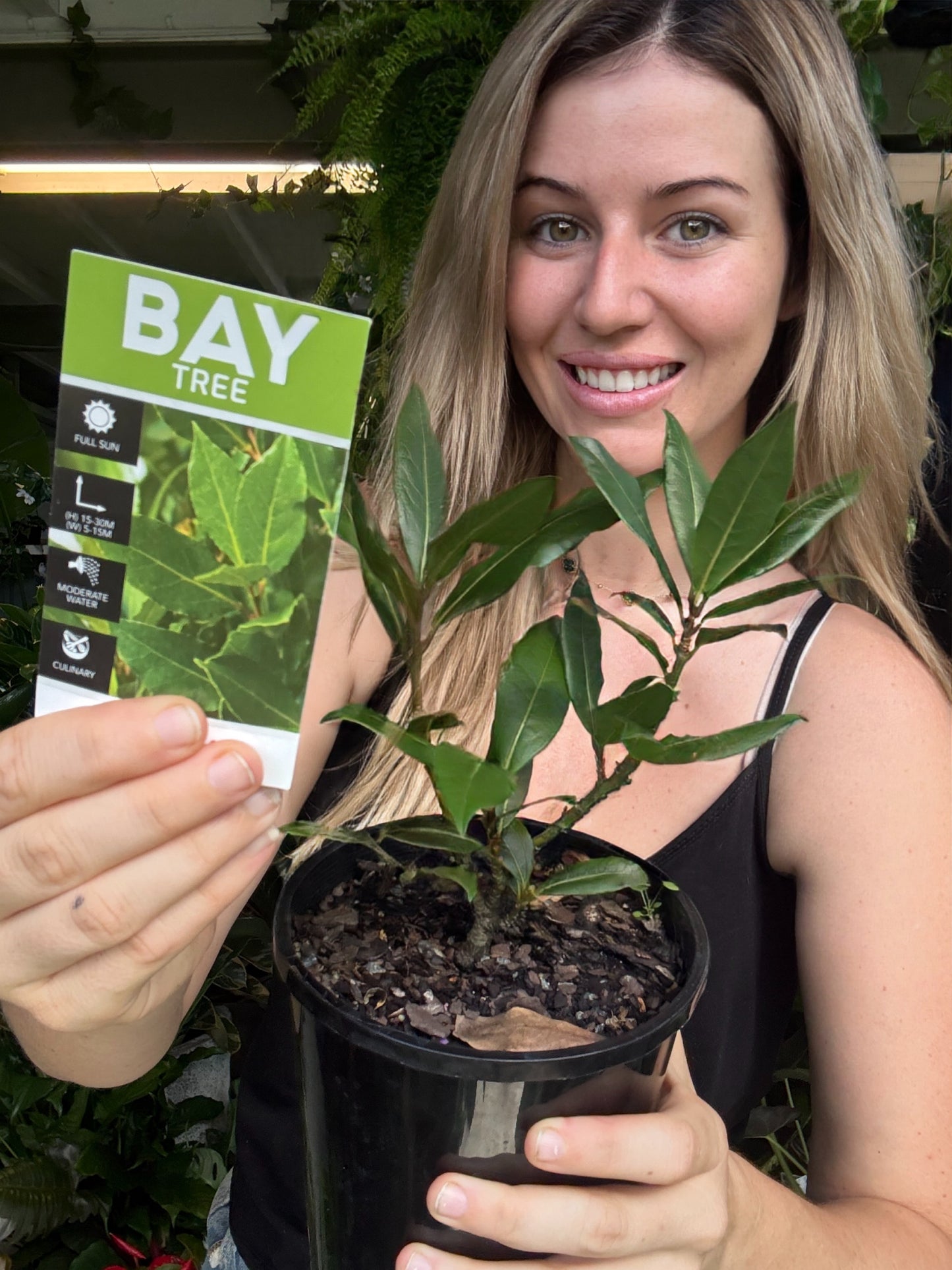 Bay Leaf Tree